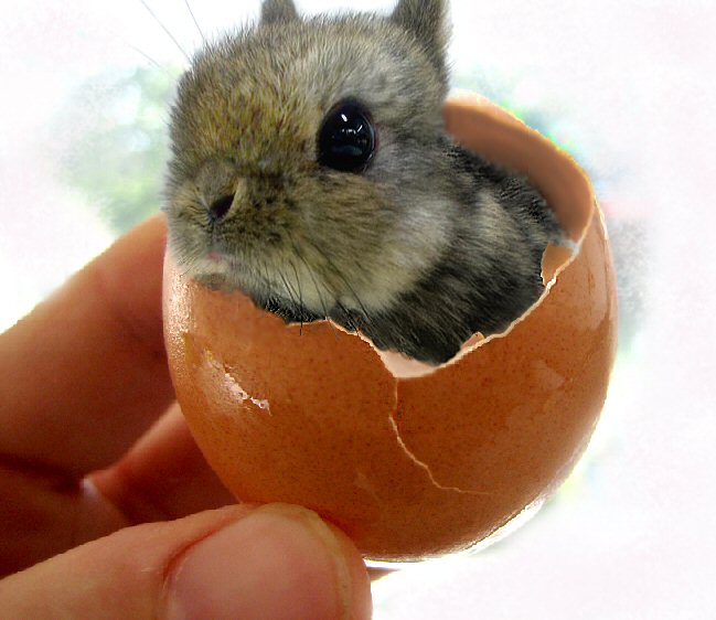 bunny egg