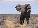 Africas not for sissies!-elephant-taking-dislike-land-rover.jpg