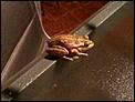 Frog or toad?-frog.jpg