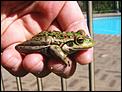 Frog or toad?-may2007-131.jpg
