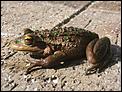 Frog or toad?-may2007-121.jpg