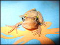 Frog or toad?-aug2007-273.jpg