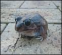 Frog or toad?-april2007-221.jpg