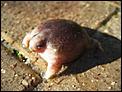 Frog or toad?-july2007-048.jpg