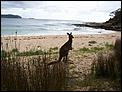 Canberra. How come...-1.1234549020.kangaroos-beach.jpg