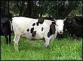 hi all,any info on Toowoomba??-spotty-cow.jpg