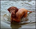 Dog information required-keli-lake.jpg
