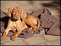 Dog information required-keli-9-weeks-blanket.jpg
