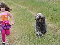 Dog information required-leaving-2012-eire-scotland-dawn-lodge-192.jpg