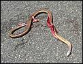 Brown Snake?-snake.jpg