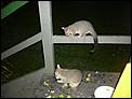 Aussie Wildlife-possums1.jpg