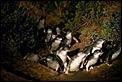 Aussie Wildlife-penguins-2.jpg