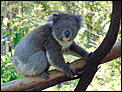 Aussie Wildlife-dsc00062.jpg