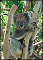 Aussie Wildlife-dsc00073.jpg