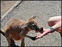 Aussie Wildlife-dsc00013.jpg