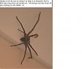 close encounters of the slithery kind-huntsman-spider.jpg