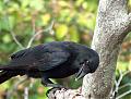 Cairns photos-black-bird.jpg