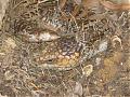 Anyone recognise these from my garden?-011205-lizard.jpg