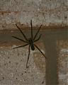 Spiders and other things...information site-huntsman-wall.jpg