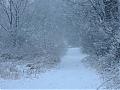 Snow, Snow Thick Thick Snow-picture-045.jpg
