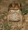 The Wildlife Have Moved In Already-toad.jpg