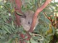 koala in the garden!!!!!!-dscn1769.jpg