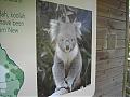 koala in the garden!!!!!!-pict1325.jpg