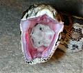 Snake Phobia!!!!-2.jpg