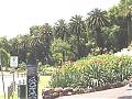 Palm Trees - Melbourne-gardens-yarra.jpg