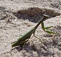 Praying Mantis - they bite !!-mantis.jpg