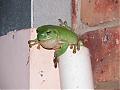 Submit your NICE photos from Australia-green-tree-frog2.jpg