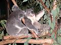 Submit your NICE photos from Australia-koalas5.jpg