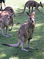 Submit your NICE photos from Australia-kangaroos4.jpg