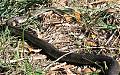 Anyone know what snake this is?-snake2.jpg