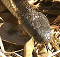 Anyone know what snake this is?-snake4.jpg