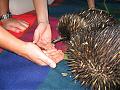 Back from Holiday!!!!-echidna-b-s.jpg