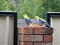 Crikey, my back garden is turning into a Zoo!-our-pet-birds.jpg