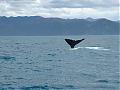 Wildlife-whales-008.jpg