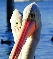 More snaps....sunshine coast-pelican4.jpg