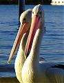 More snaps....sunshine coast-pelican3.jpg