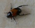 What is this? Brisbane beetle.-beetle.jpg