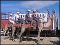 Anna Bay NSW-camels.jpg