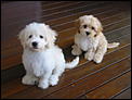 Tibetan Terrier Dog breeders in QLD??-125-2515_img.jpg