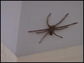 Arghhhh Spiders I'm Becoming Obsessed-johns-folder-041.jpg