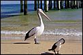 Snaps to inspire.............-pelican.jpg