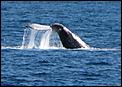 went whale watching in the GC today-wale2.jpg