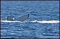 went whale watching in the GC today-wale3.jpg