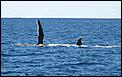 went whale watching in the GC today-wale4.jpg