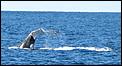 went whale watching in the GC today-wale5.jpg