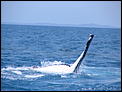 Hervey Bay questions-whales-55-.jpg